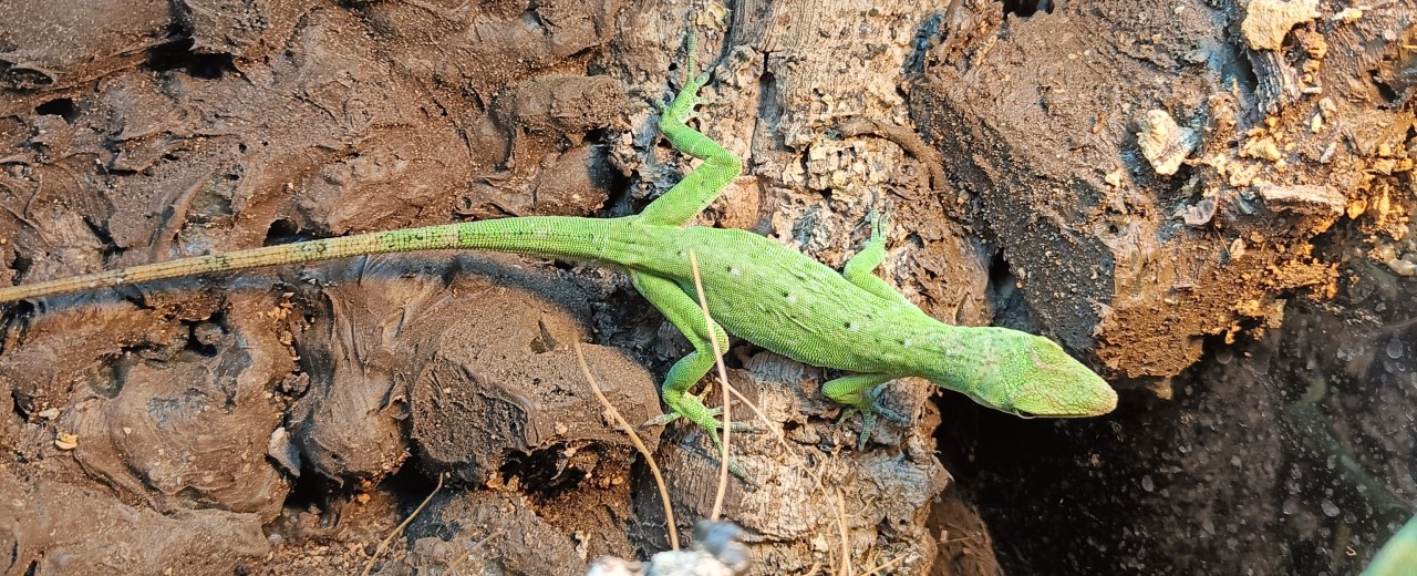 Anolis biporcatus (Norops biporcatus)