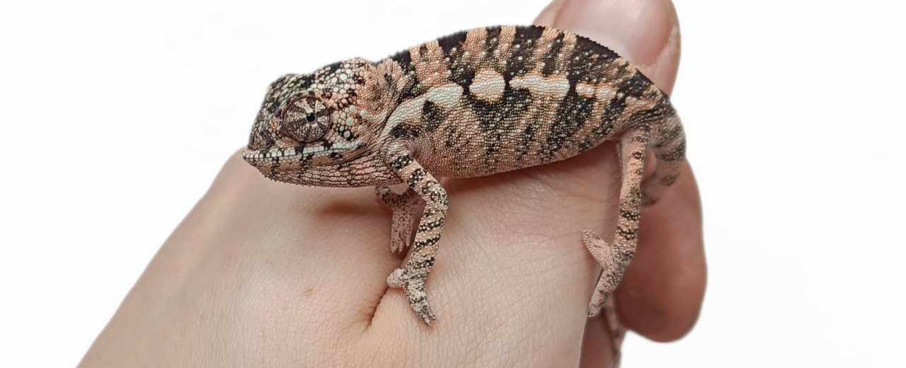 Kameleon lamparci (Furcifer pardalis)