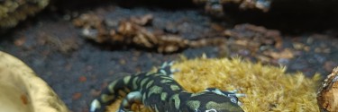 Ambystoma mavortium