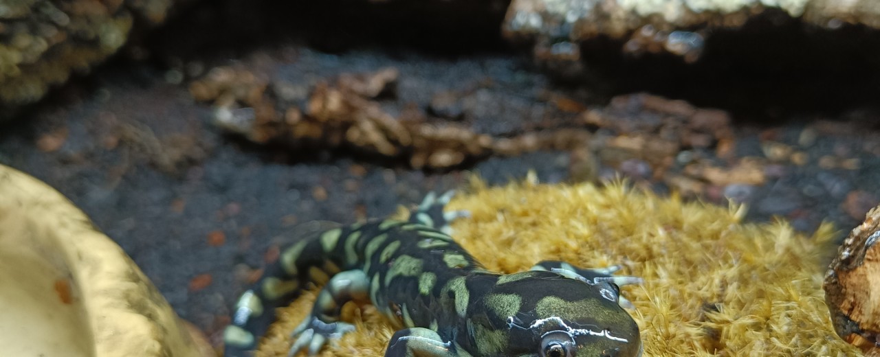 Ambystoma mavortium