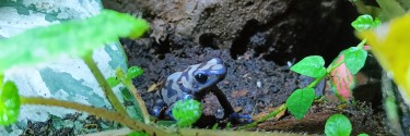 Drzewołaz złocisty (Dendrobates auratus)