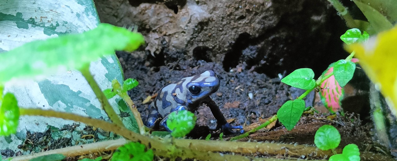 Drzewołaz złocisty (Dendrobates auratus)