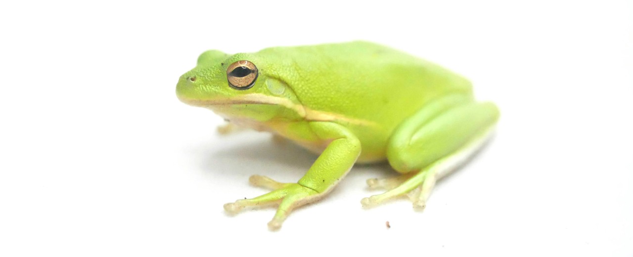 Rzekotka zielona (Hyla cinerea)