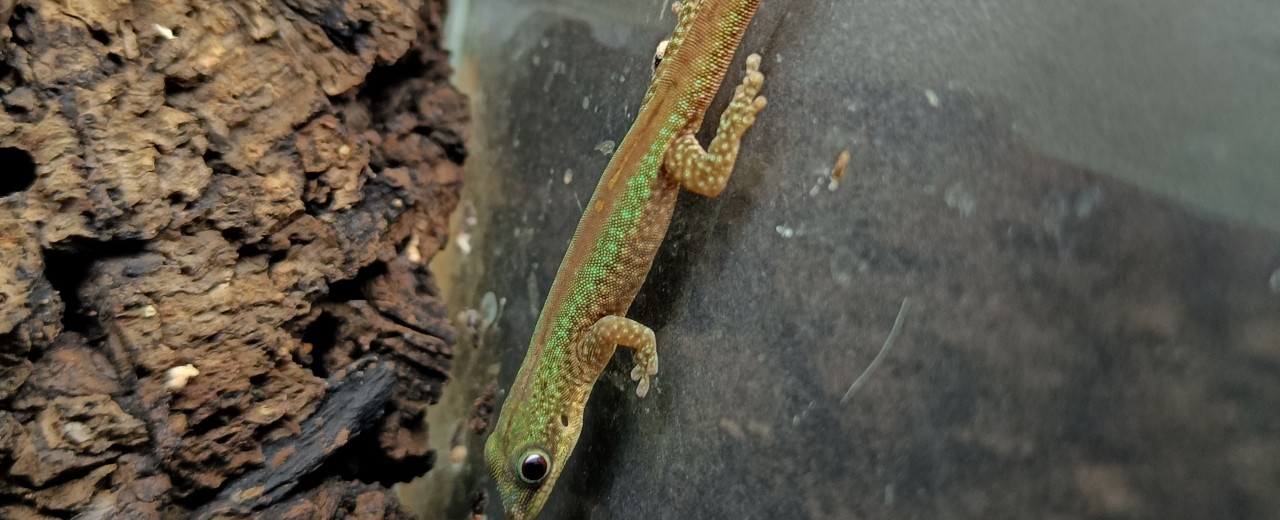 Phelsuma robertmertensi