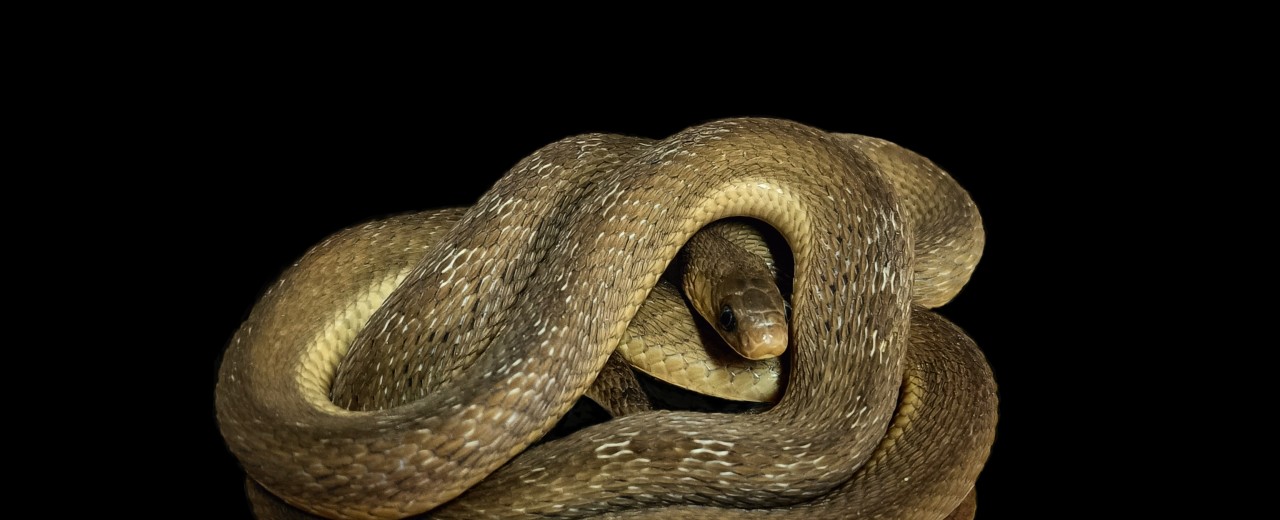 Jajożer (Dasypeltis gansi)