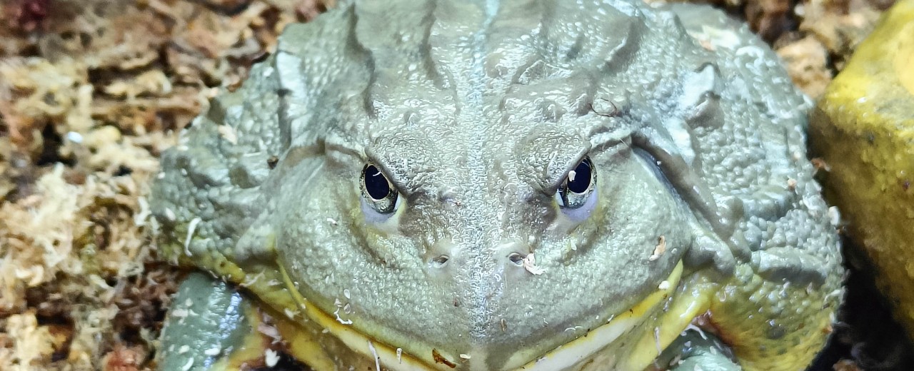 Buczek południowoafrykański (Pyxicephalus adspersus)