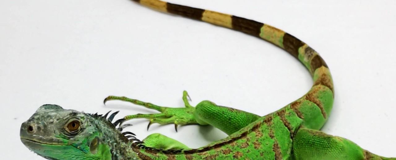 Legwan zielony (Iguana iguana)