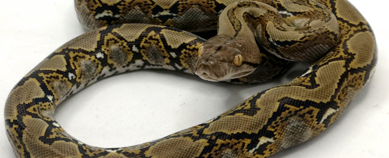 Pyton siatkowy (Malayopython reticulatus)