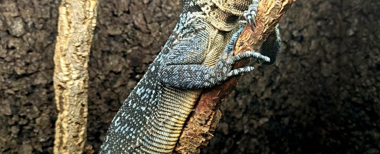 Waran błękitny (Varanus macraei)