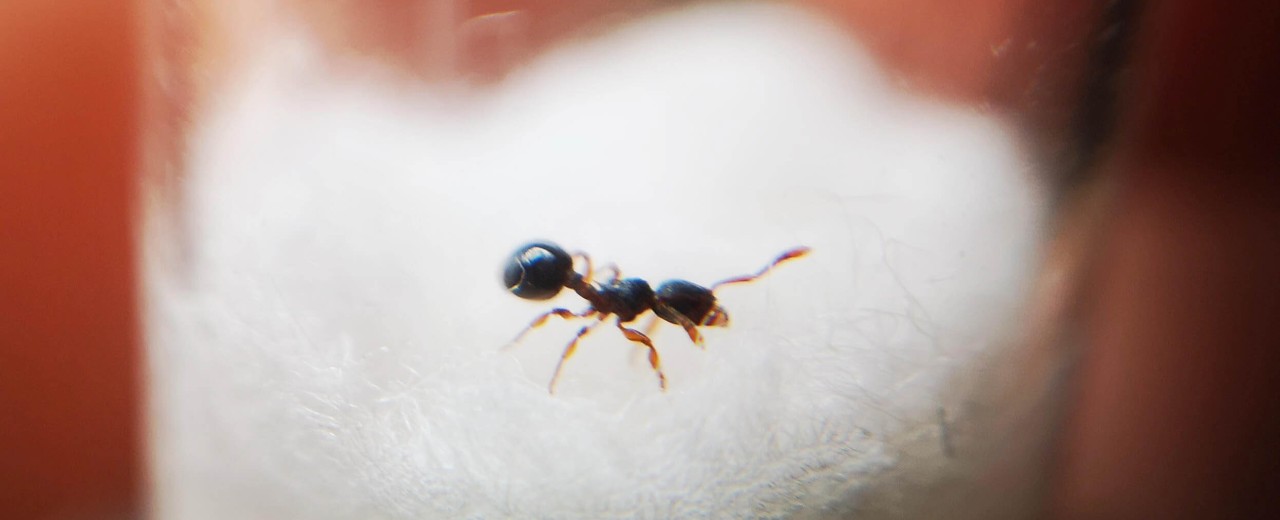 Myrmecina graminicola