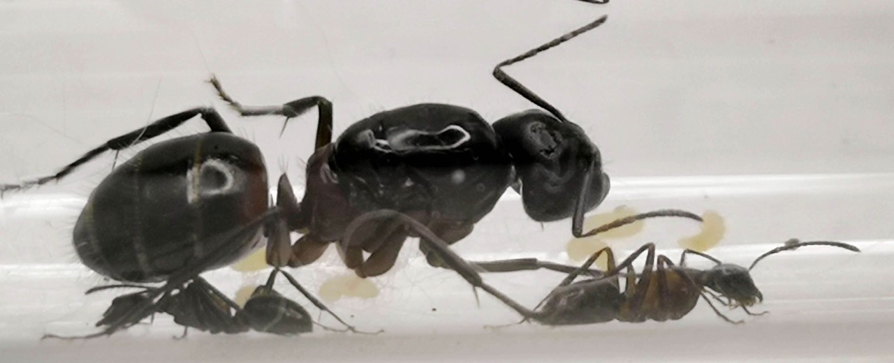 Camponotus ligniperda