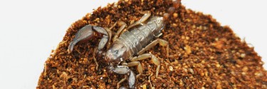 Euscorpius tergestinus