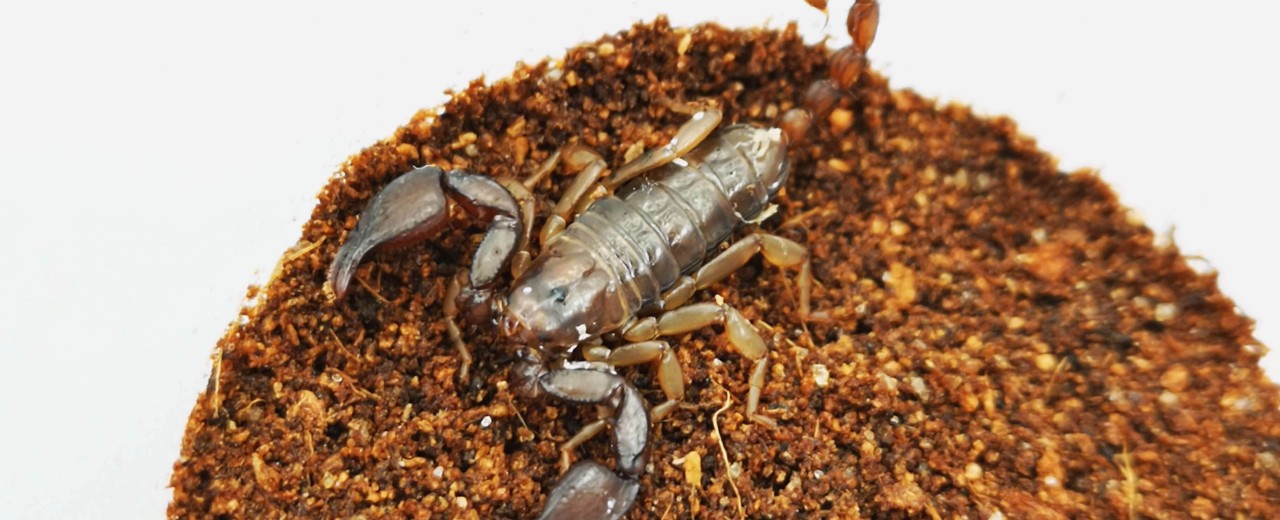 Euscorpius tergestinus