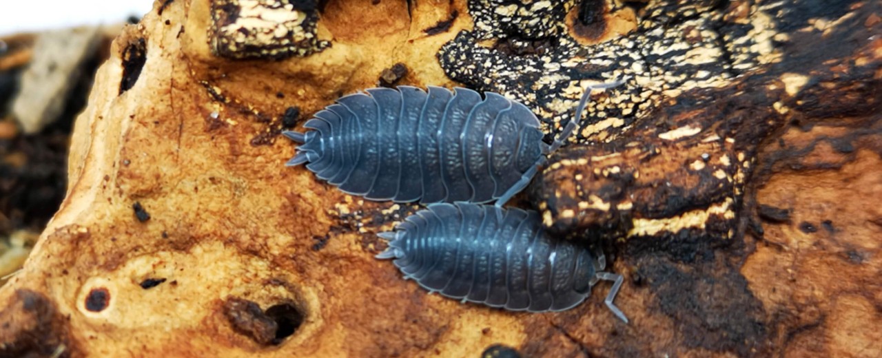 Prosionek szorstki (Porcellio scaber)