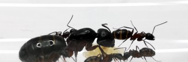 Camponotus herculeanus