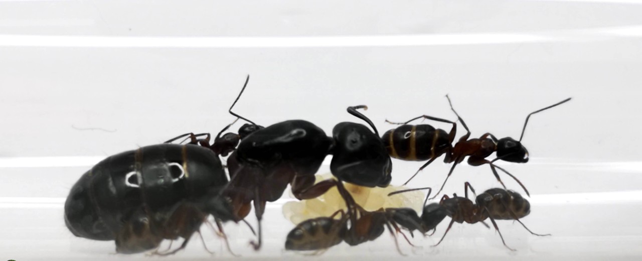 Camponotus herculeanus