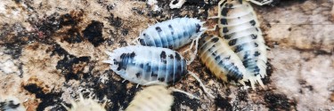 Porcellio laevis