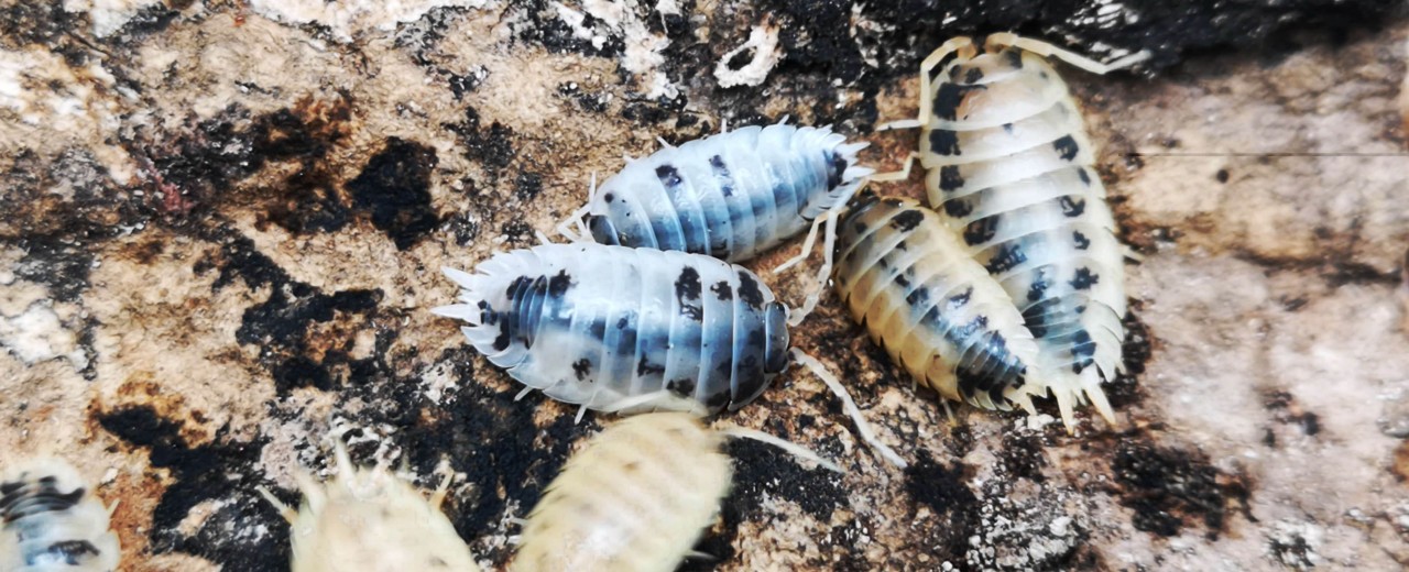 Porcellio laevis