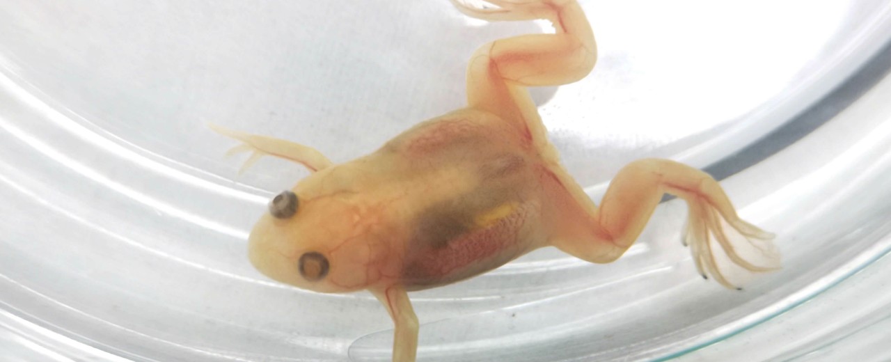 Żaba szponiasta (Xenopus laevis)