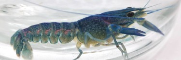 Rak australijski (Cherax quadricarinatus)