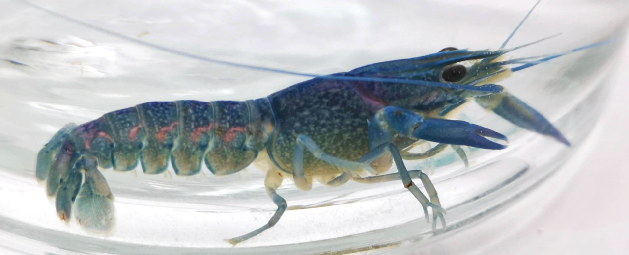 Rak australijski (Cherax quadricarinatus)