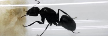 Camponotus japonicus