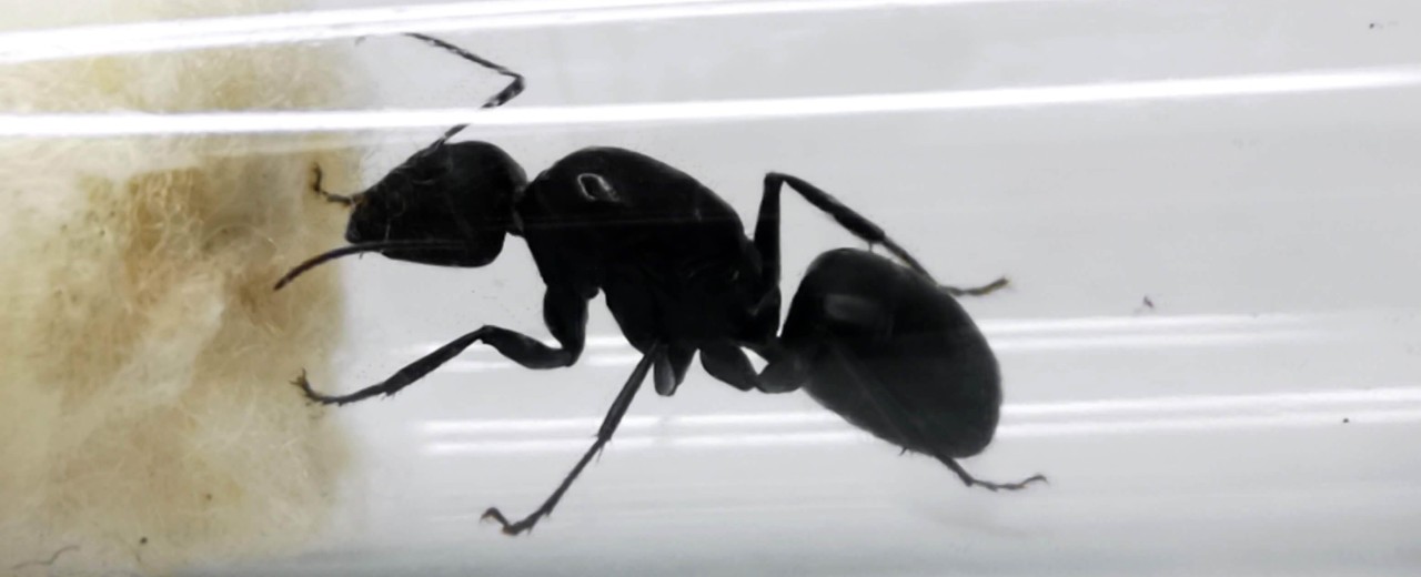 Camponotus japonicus