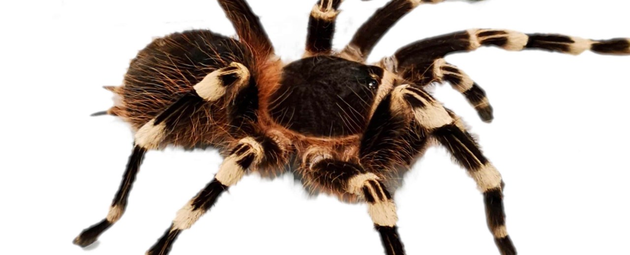 Acanthoscurria geniculata