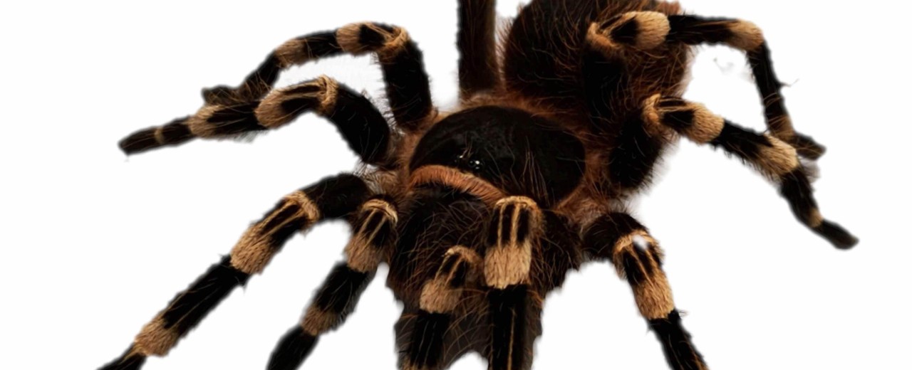 Acanthoscurria geniculata