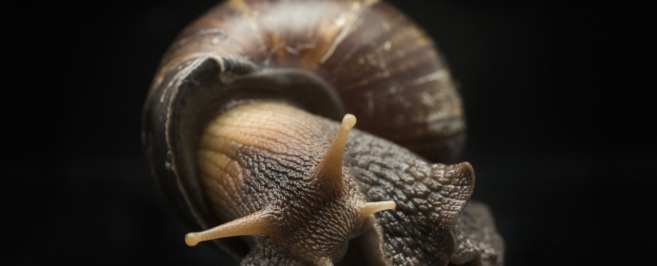 Lissachatina fulica