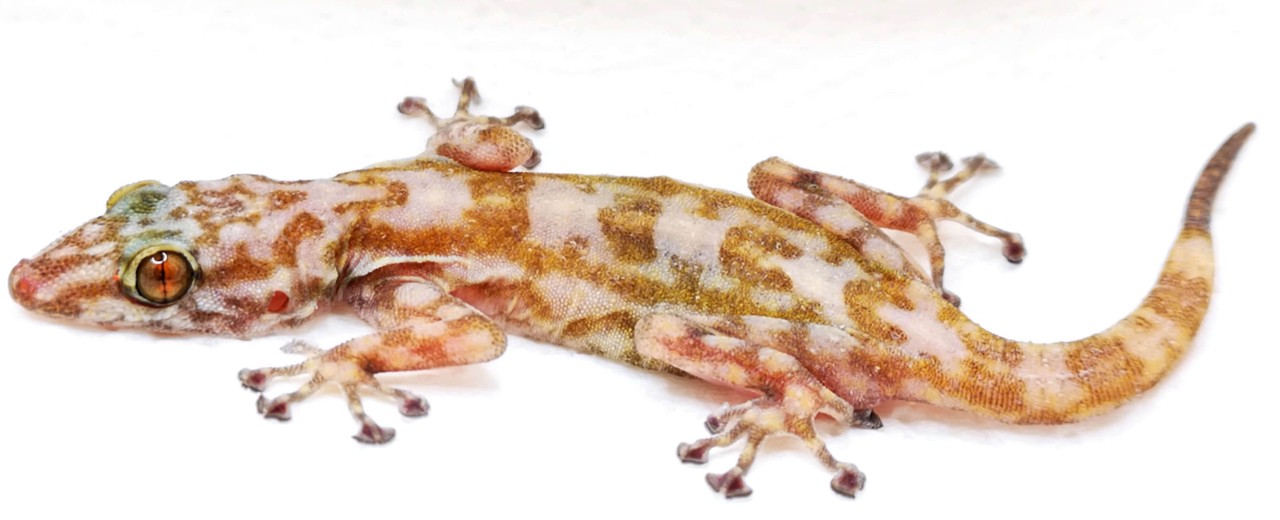 Gekon wachlarzopalcy (Ptyodactylus ragazzii)