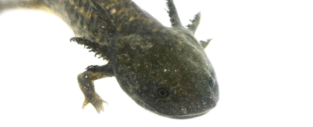 Aksolotl meksykański (Ambystoma mexicanum)