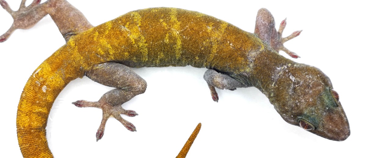 Gekon ulikowskiego (Gekko badenii)