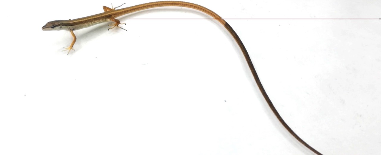 Jaszczurka długoogonowa (Takydromus sexlineatus)