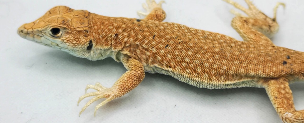 Acanthodactylus aureus