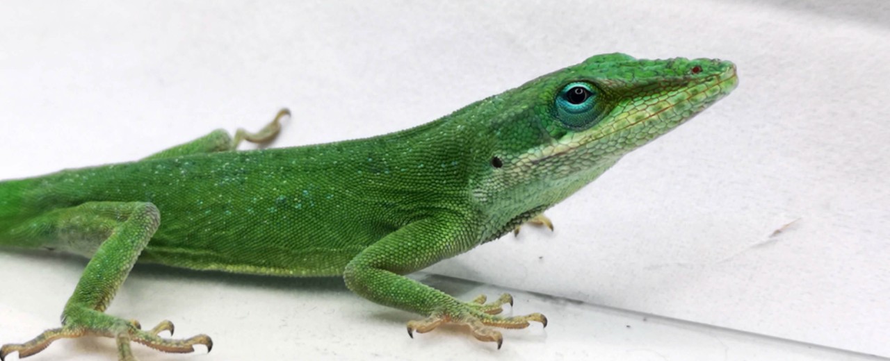 Anolis zielony (Anolis carolinensis) 