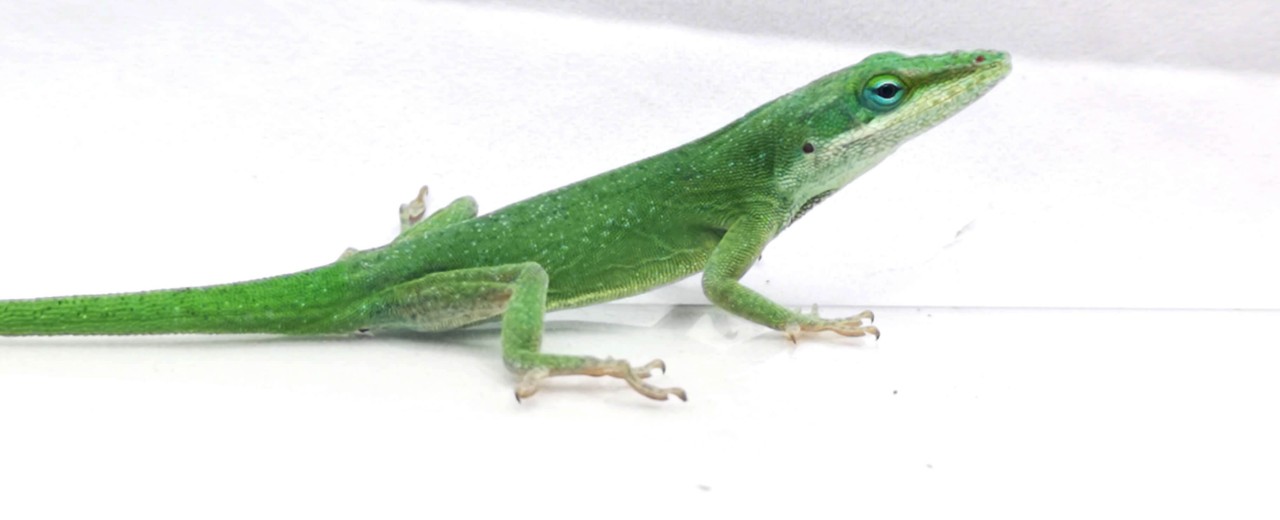 Anolis zielony (Anolis carolinensis) 