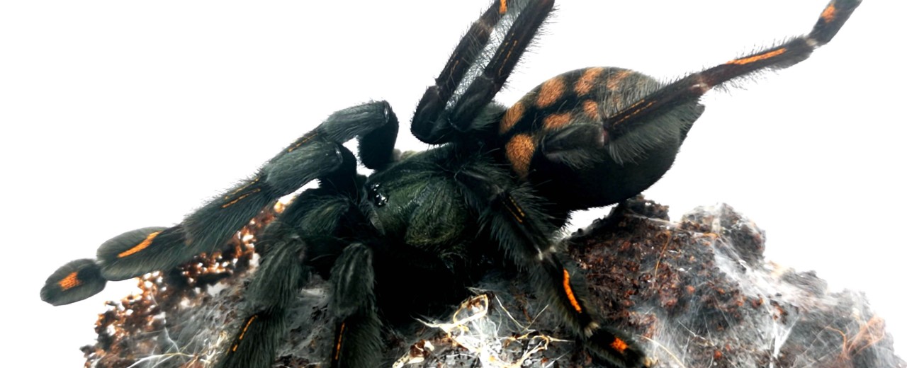 Psalmopoeus irminia