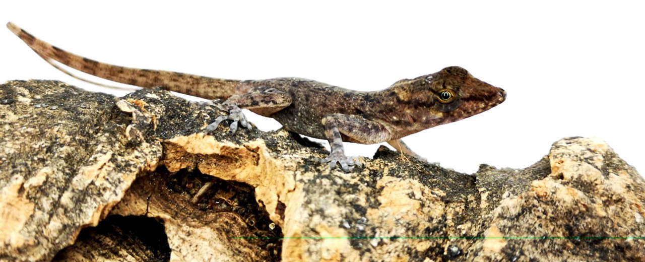 Anolis sabanus