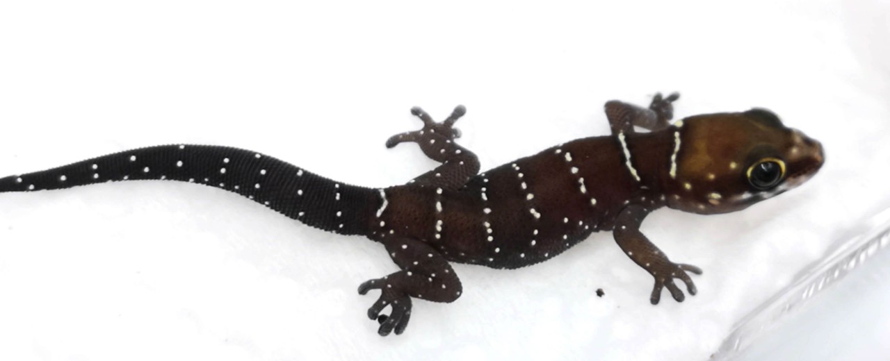 Gekon tygrysi (Pachydactylus tigrinus)