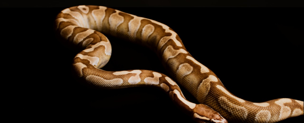 Pyton królewski (Python regius)