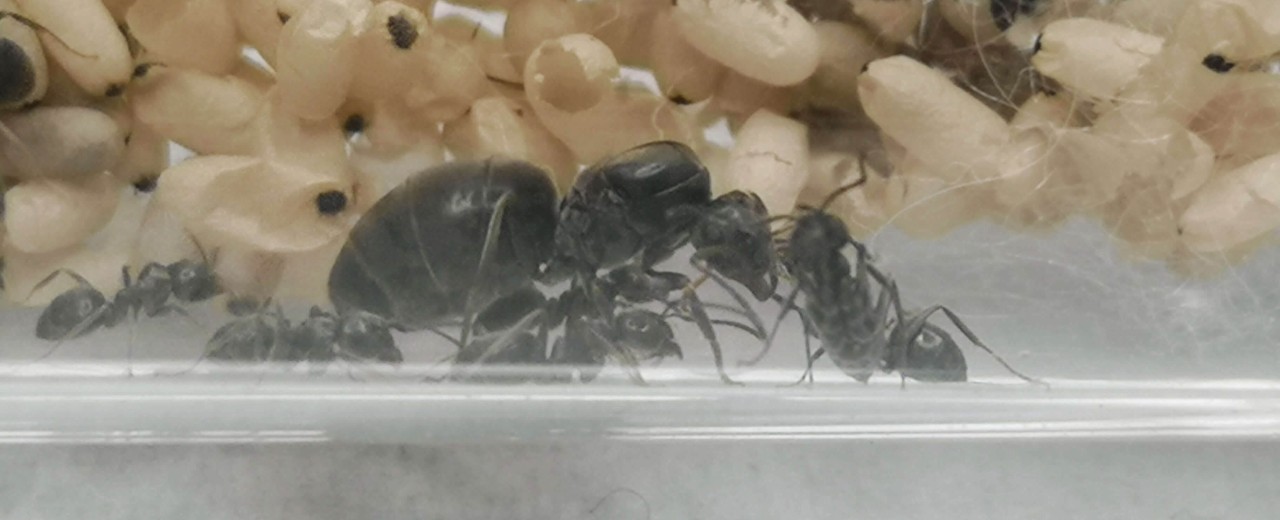 Lasius niger