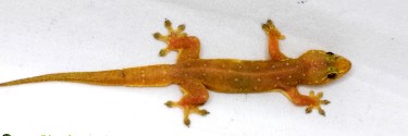 Gehyra mutilata