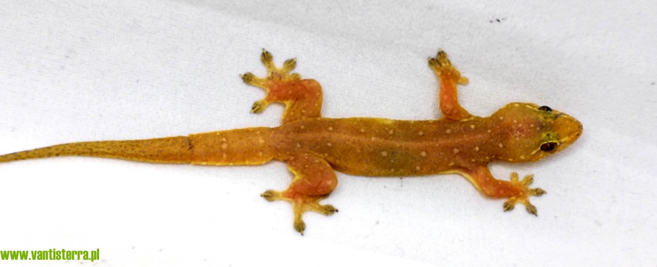 Gehyra mutilata