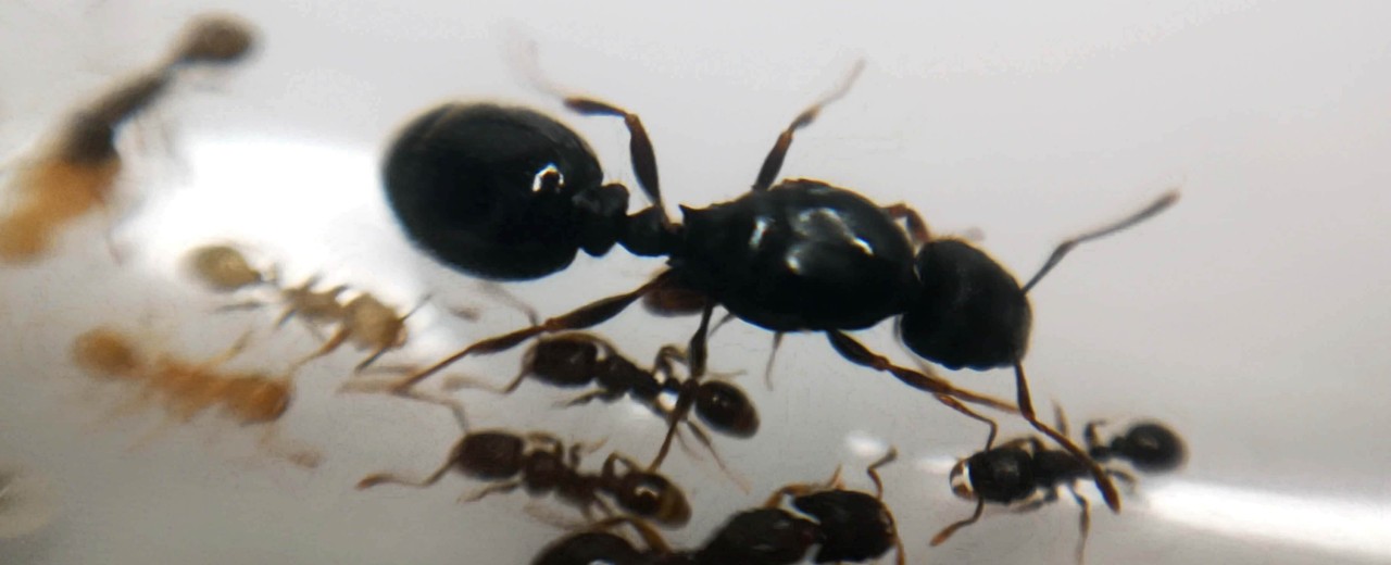 Strongylognathus testaceus + Tetramorium caespitum