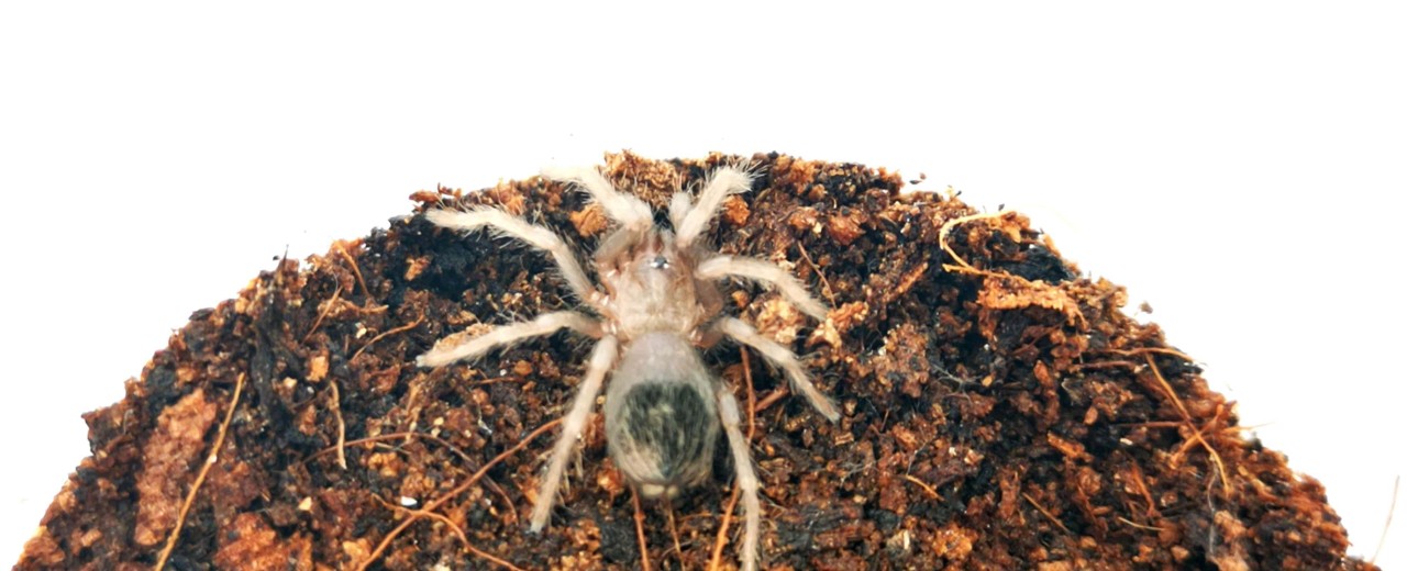 Lasiocyano sazimai ex. Pterinopelma sazimai