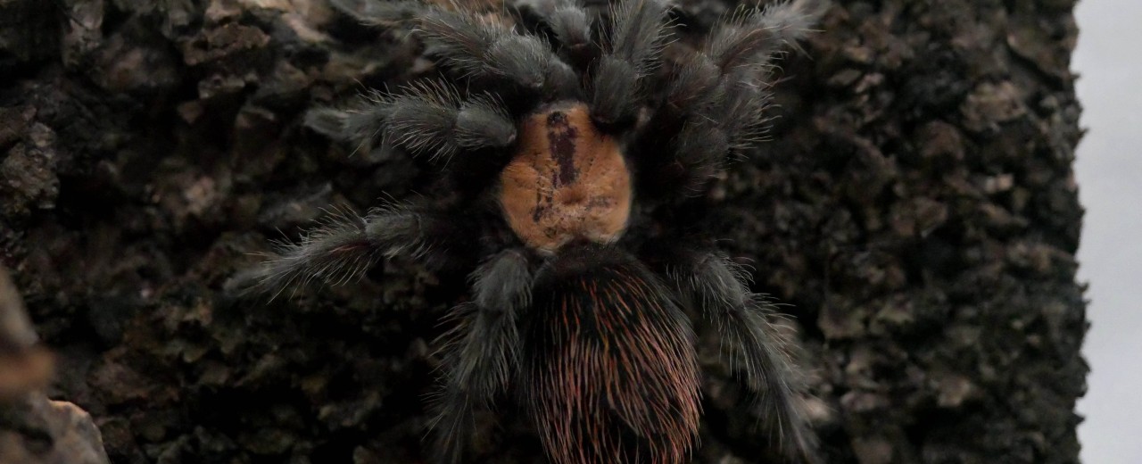 Brachypelma albiceps