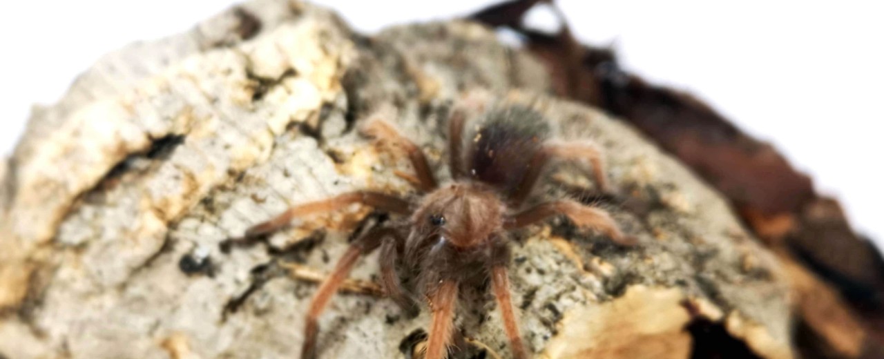 Brachypelma emilia