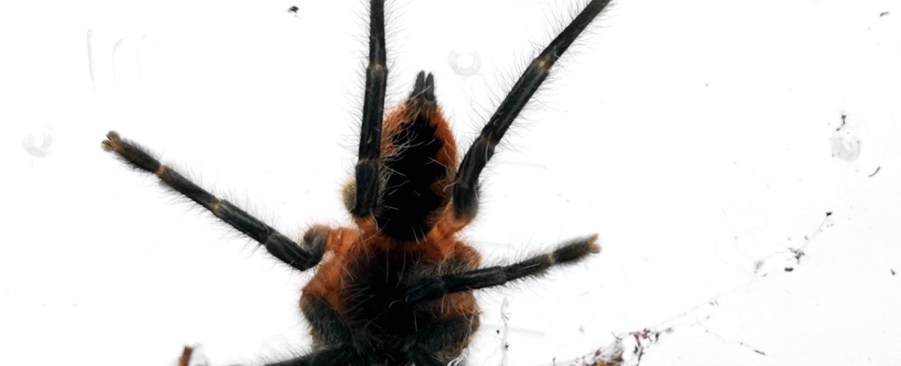 Psalmopoeus ecclesiasticus