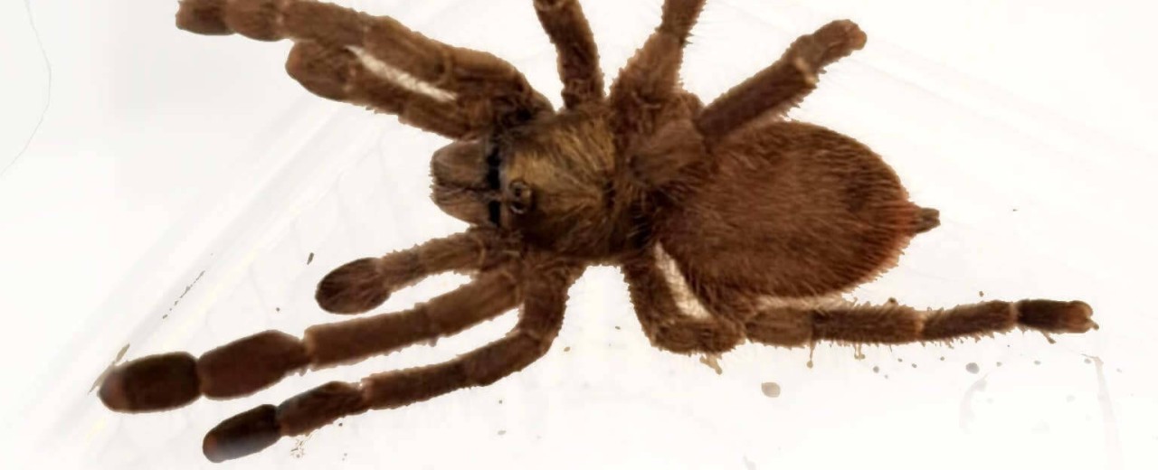 Caribena laeta